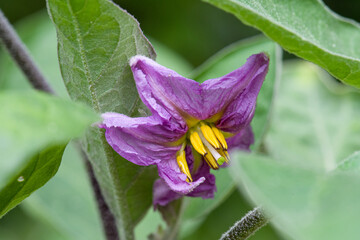 fleur aubergine © Zim