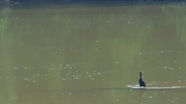 Double-crested Cormorant (Phalacrocorax auritus) standing in slow moving, shallow river