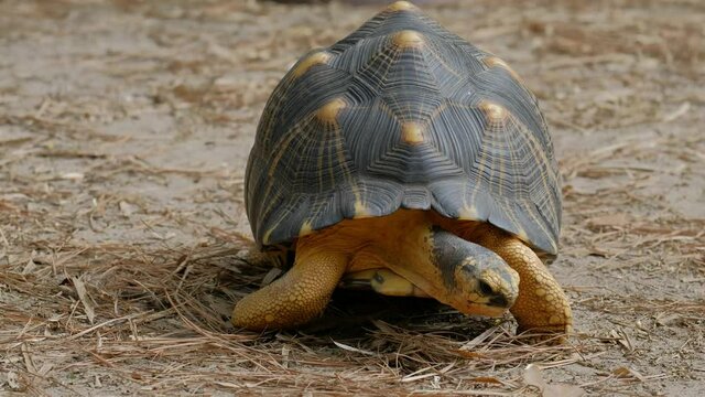 Radiated tortoise (Astrochelys radiata) walks toward the viewer while grazing and lowers to the ground