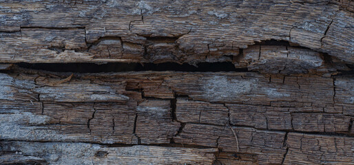 The rotten structure of the wood
