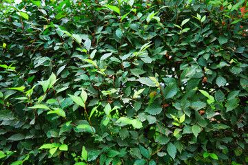 Last green leaves on park bushes background