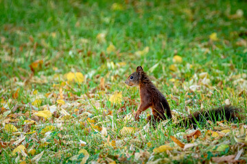 squirrel in the forest