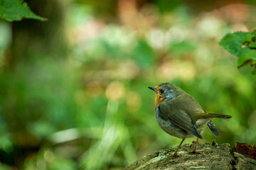 robin bird on a branch