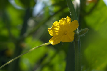胡瓜の黄色い花