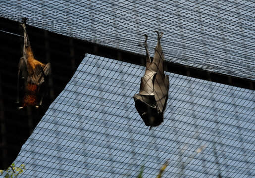 Bats in zoo cage. Bats hang head down.