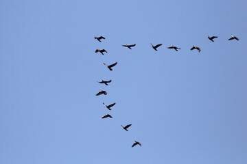 Migrating birds in formation flight