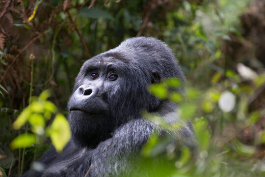 Adult Mountain Gorilla In It Natural African Habitat