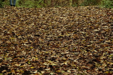 休みを取って軽井沢へ。あいにくの雨模様ですが湿気の中の自然を歩いて。よかったです。