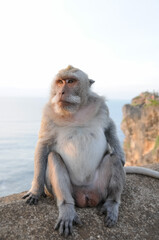 marmoset on sidewalks of the city. Marties on Bali.