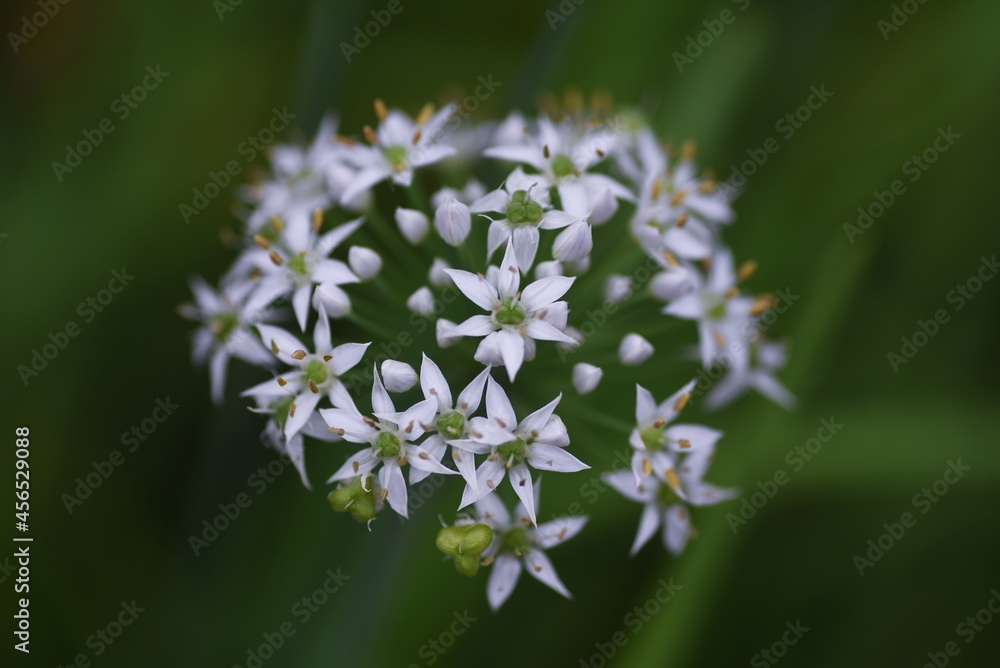 Canvas Prints Chinese chive flowers. Amaryllidaceae perennial green and yellow vegetables.