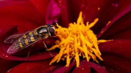 Hoverfly on red dahlia with yellow stamen