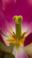 Purple tulip stamen