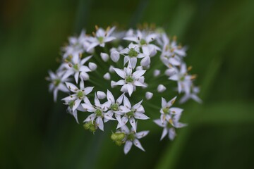 Chinese chive flowers. Amaryllidaceae perennial green and yellow vegetables.