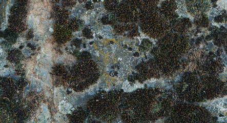 The structure of rotten stones