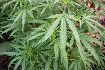 Fresh green cannabis plant. Growing organic cannabis herb on the farm outdoor. Close-up young hemp....
