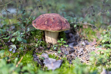 Mashroom in the forest