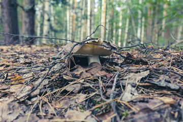 Mushroom in the forest