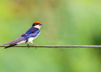 Wire Tail Swallow sitting on a wire