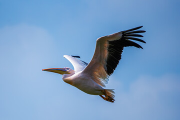 Fototapeta na wymiar Pink Pelican flying against clouds