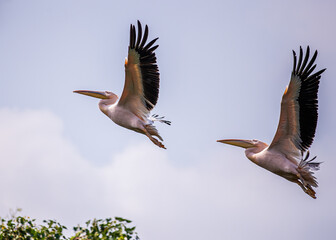 Pair of Pink Pelican moving high