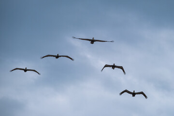 A Group of Brown Pelicans Flying in V-formation