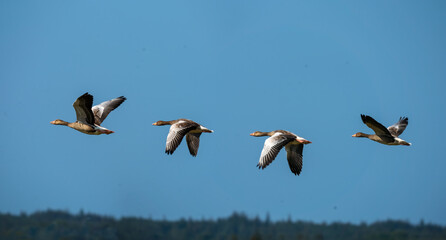 Fototapeta na wymiar Huge flocks of breeding wild guese in the marshes of Vejlerne or the Vejler, Jutland, Denmark.