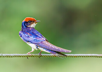 Wire tail Swallow in a questionable mood