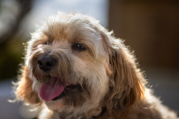 Portrait of medium size 4 way cross dog with bokeh and Sunlight hair