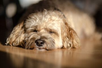 four way cross medium across dog lying on wooden floor with the sunshine 