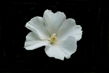 Close up of a white Hibiscus flower with a fully developed pistil isolated on a black background
