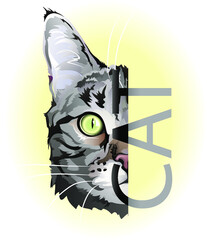 vector realistic drawing of the cat's head