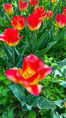 The tulip fields are so beautiful that they are so unreal, they are simply a sea of flowers.