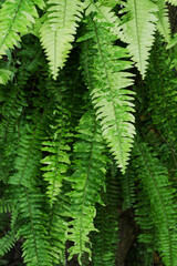 Fern Leaves plant pattern for nature background.