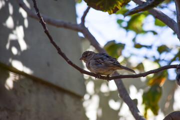 female common house sparrow on tree wildlife animal bird watching outdoors street photography