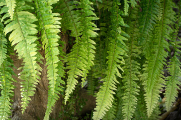 Fern Leaves plant pattern for nature background.