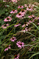Fototapeta premium Beautiful close up image of Purple Coneflower Echinacea Purpurea Moench flower in English country garden landscape setting