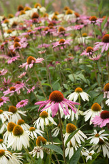 Beautiful close up image of Purple Coneflower Echinacea Purpurea Moench flower in English country garden landscape setting