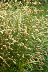 Beautiful image of ornamental grass sanguisorba alpina bunge in English country garden landscape setting