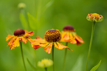 Colorful close up image of Common Sneezeweed Helenium Autumnale flower in English country garden landscape using selective focus