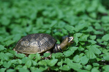 A metal turtle figurine in the green grass. A symbol of spring.