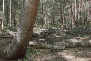 Ural. The devil's hillfort. Forest