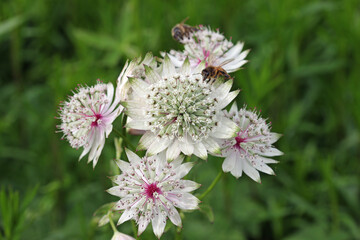 White masterwort flowers in close up