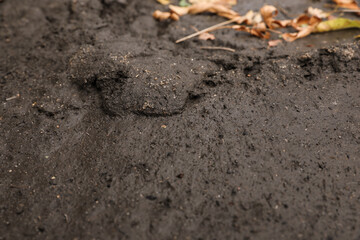 Texture of wet ground surface as background, closeup