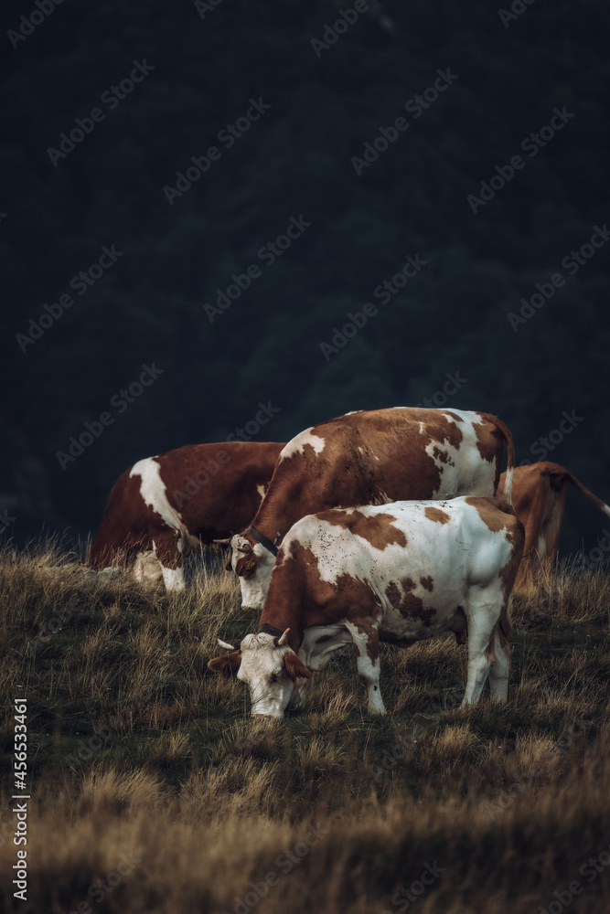 Sticker vertical shot of cows on a field during a cloudy day