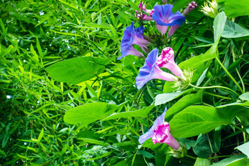夏の朝に咲く朝顔の花