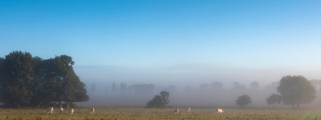 white cows on misty morning in central brittany near nature park d'armorique in france - obrazy, fototapety, plakaty