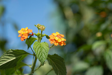 Orange-gelbe Baumblüten