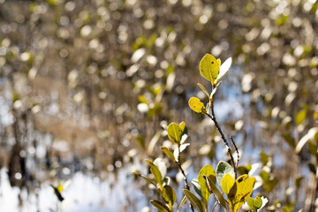 Young mangroves plantation, salt water coastal zone in Australia. Environmental conservation