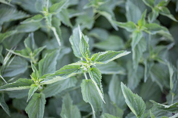 Wild young nettle. Top view.