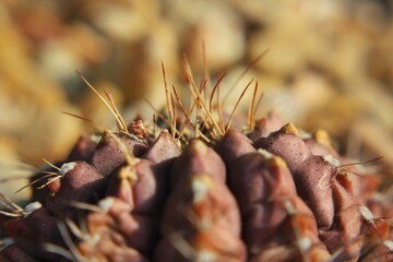 Red cactus growing in the desert garden.